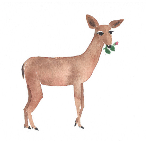 deer with rose